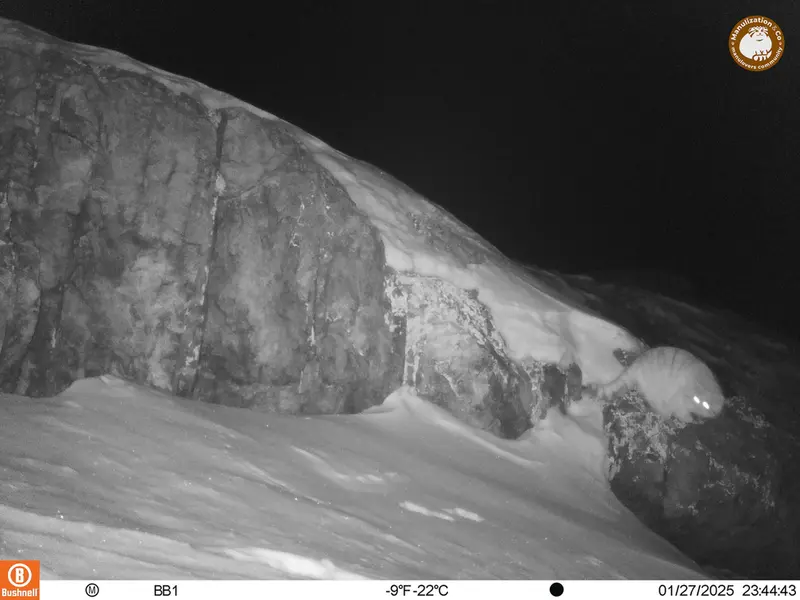 アクタス＝クンコラ［新］カメラトラップで撮影したOtocolobus manul manulの写真