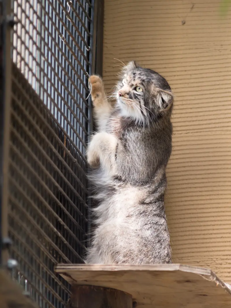 旭山動物園のヒデの写真