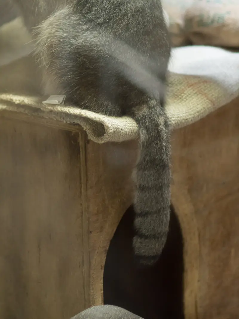 恩賜上野動物園のクリョンの写真