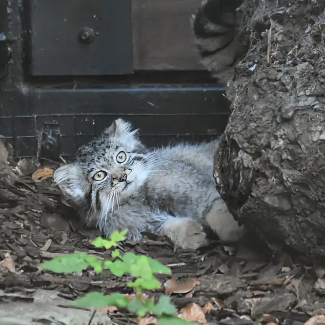 グダニスク動物園のアルタイの写真