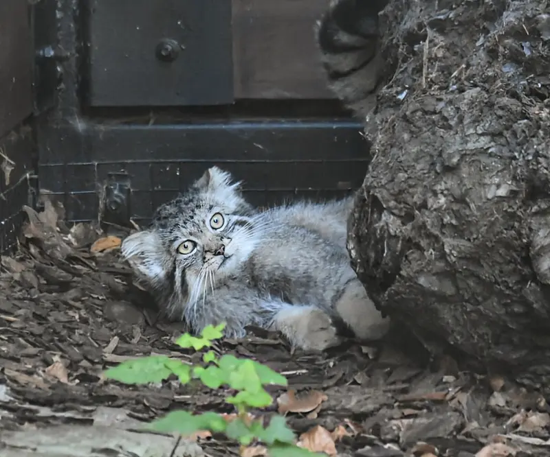 グダニスク動物園のアルタイの写真