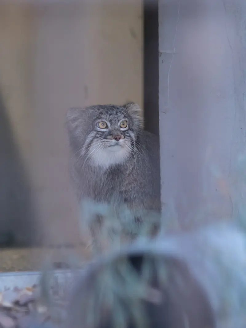 野毛山動物園のフィーガの写真