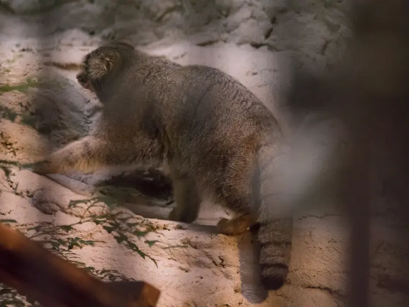 野毛山動物園のフィーガの写真