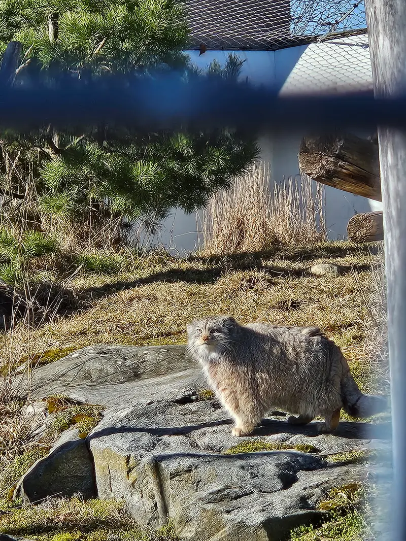 コルケアサーリ動物園のミミの写真