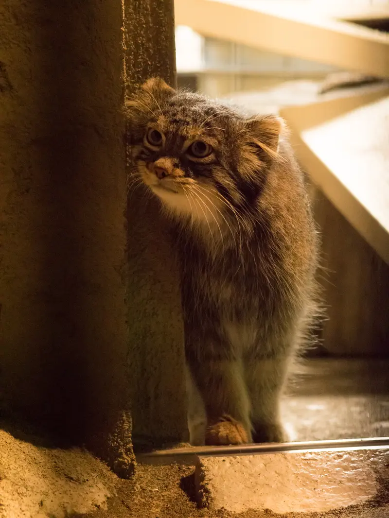 野毛山動物園のフィーガの写真
