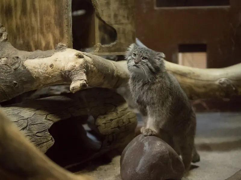 恩賜上野動物園のクリョンの写真