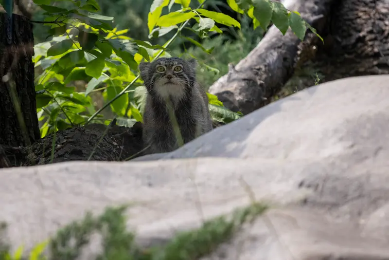 モスクワ動物園のティモフェイの写真