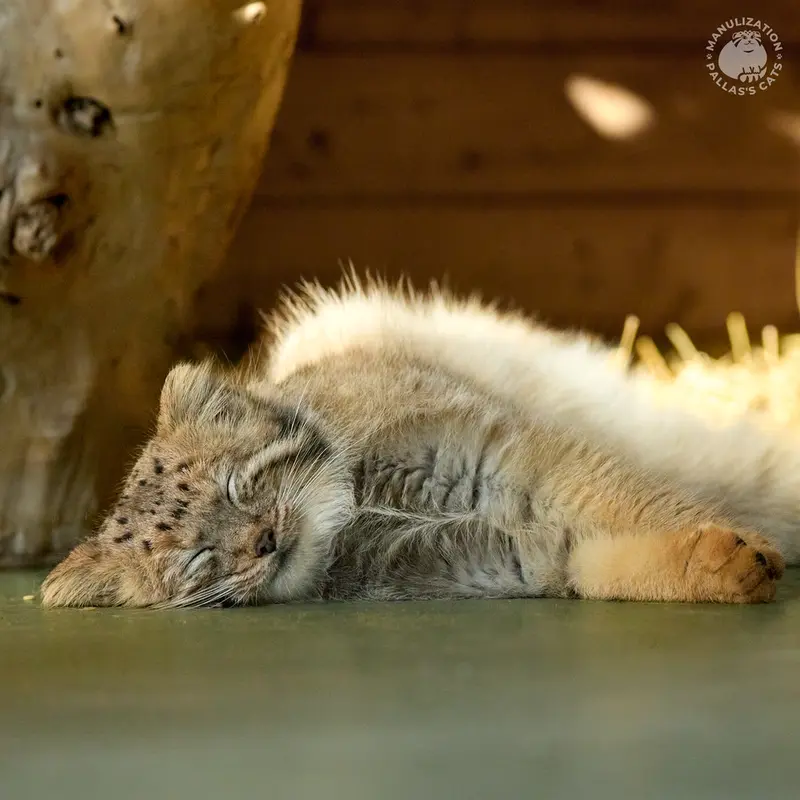 エレバン動物園のナレの写真
