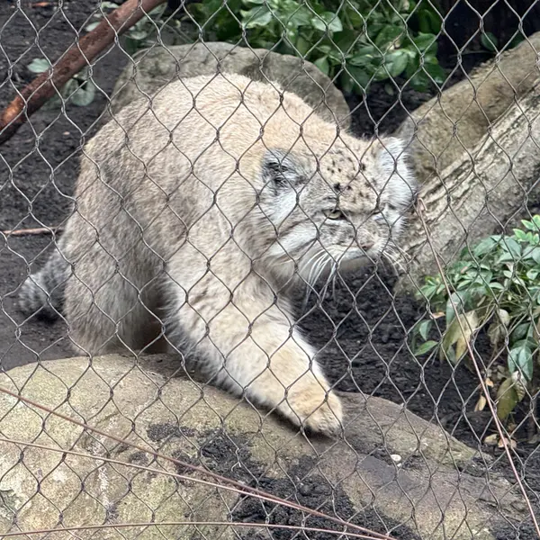プロスペクト・パーク動物園のバトゥの写真