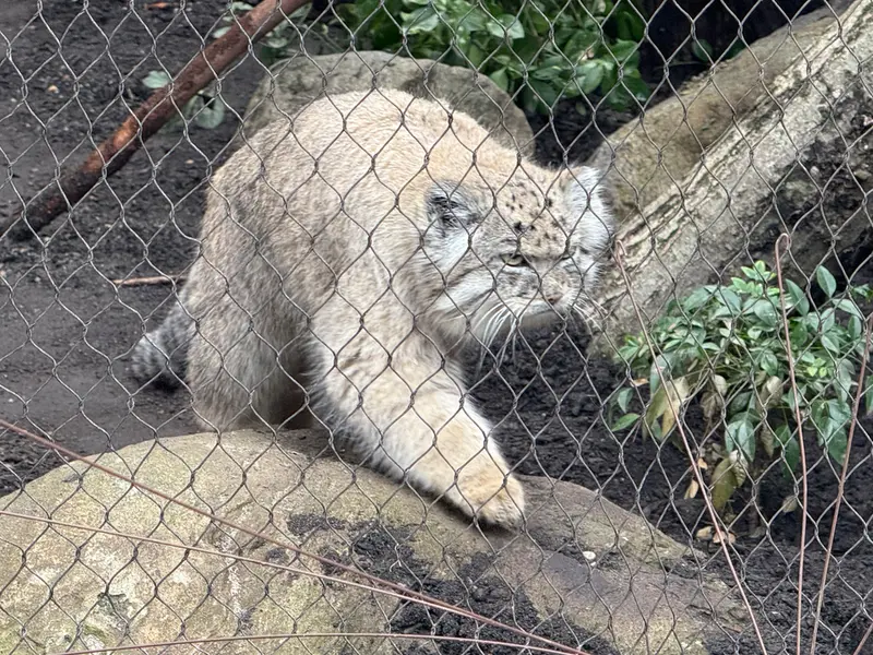 プロスペクト・パーク動物園のバトゥの写真