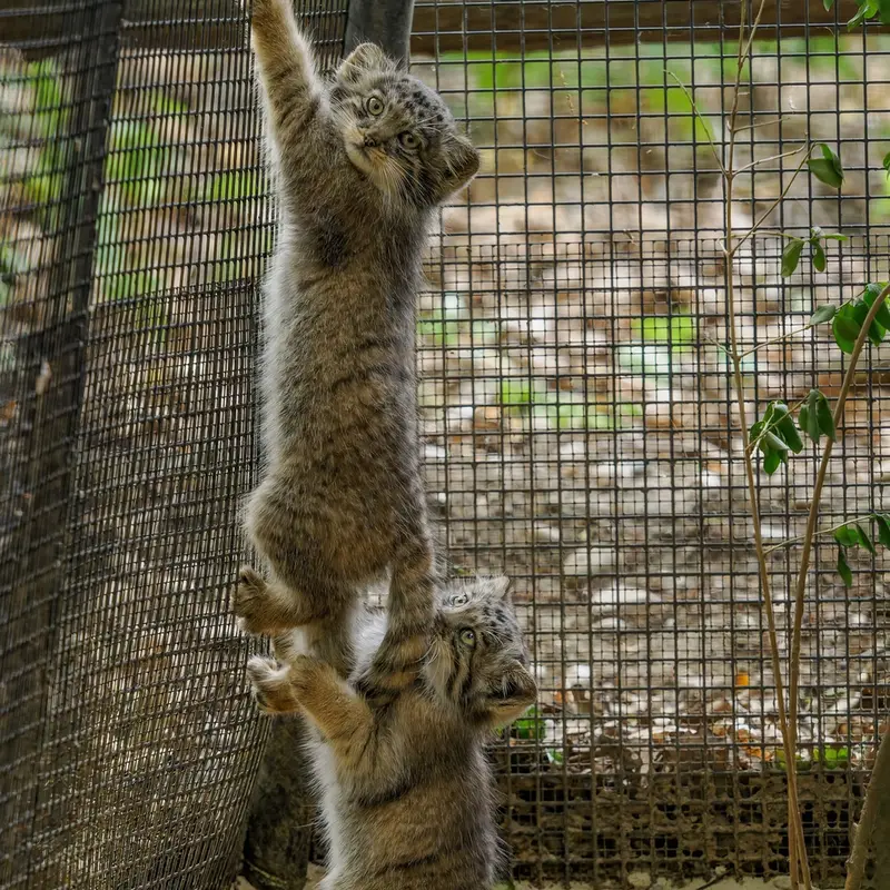 ブルノ動物園のマヌルネコの写真