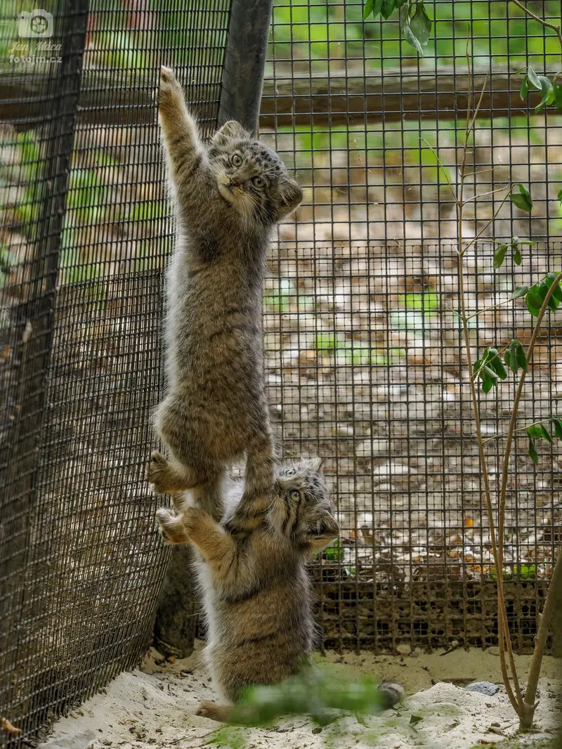 ブルノ動物園のマヌルネコの写真