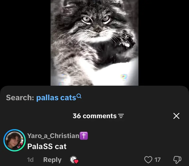 マヌルネコの写真
