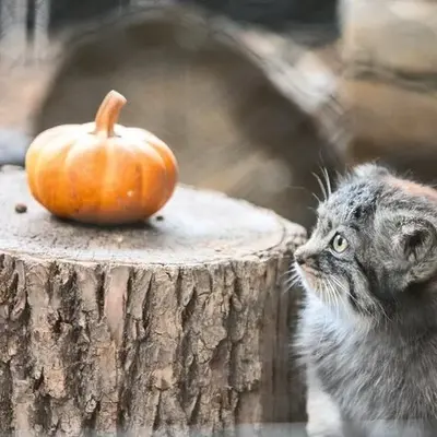 グレートプレーンズ動物園のタシの写真
