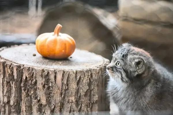 グレートプレーンズ動物園のタシの写真