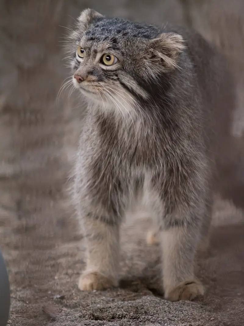 野毛山動物園のフィーガの写真