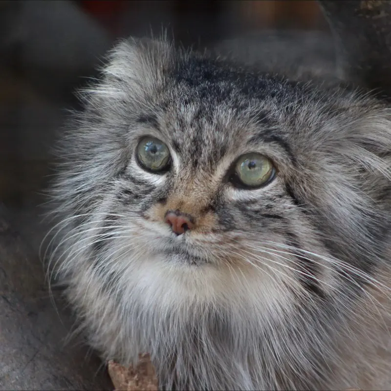 ミラー・パーク動物園のノゾミの写真