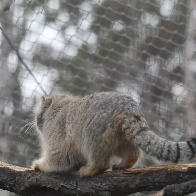 コルケアサーリ動物園のアルカスの写真