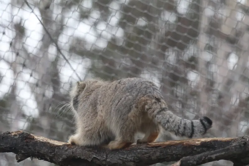コルケアサーリ動物園のアルカスの写真