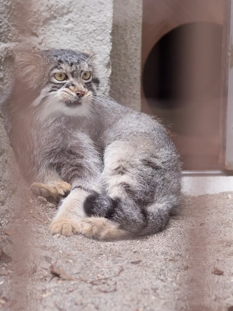野毛山動物園のフィーガの写真