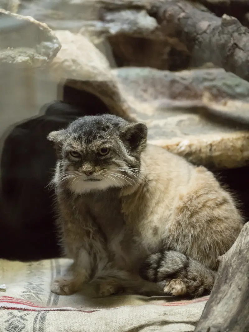 恩賜上野動物園のプリームラの写真