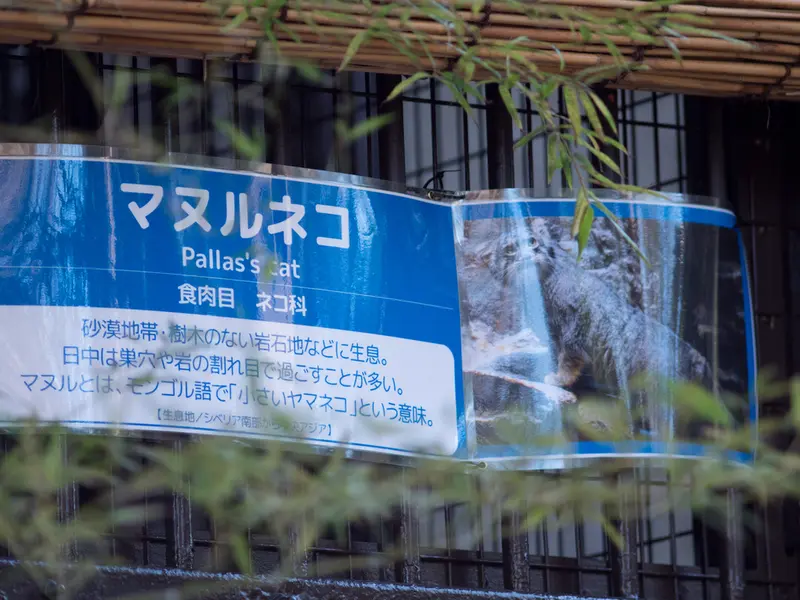 野毛山動物園のマヌルネコの写真