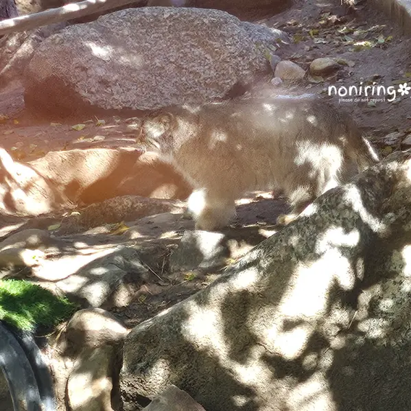 プエブロ動物園のオリーブの写真