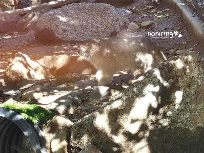 プエブロ動物園のオリーブの写真