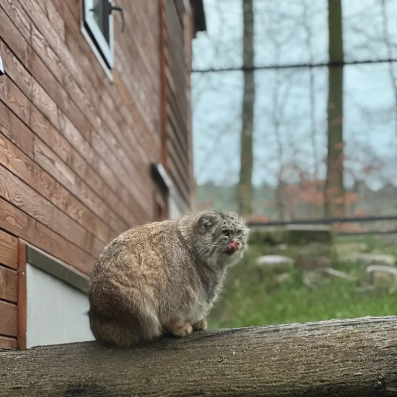 グダニスク動物園のマヌエルの写真
