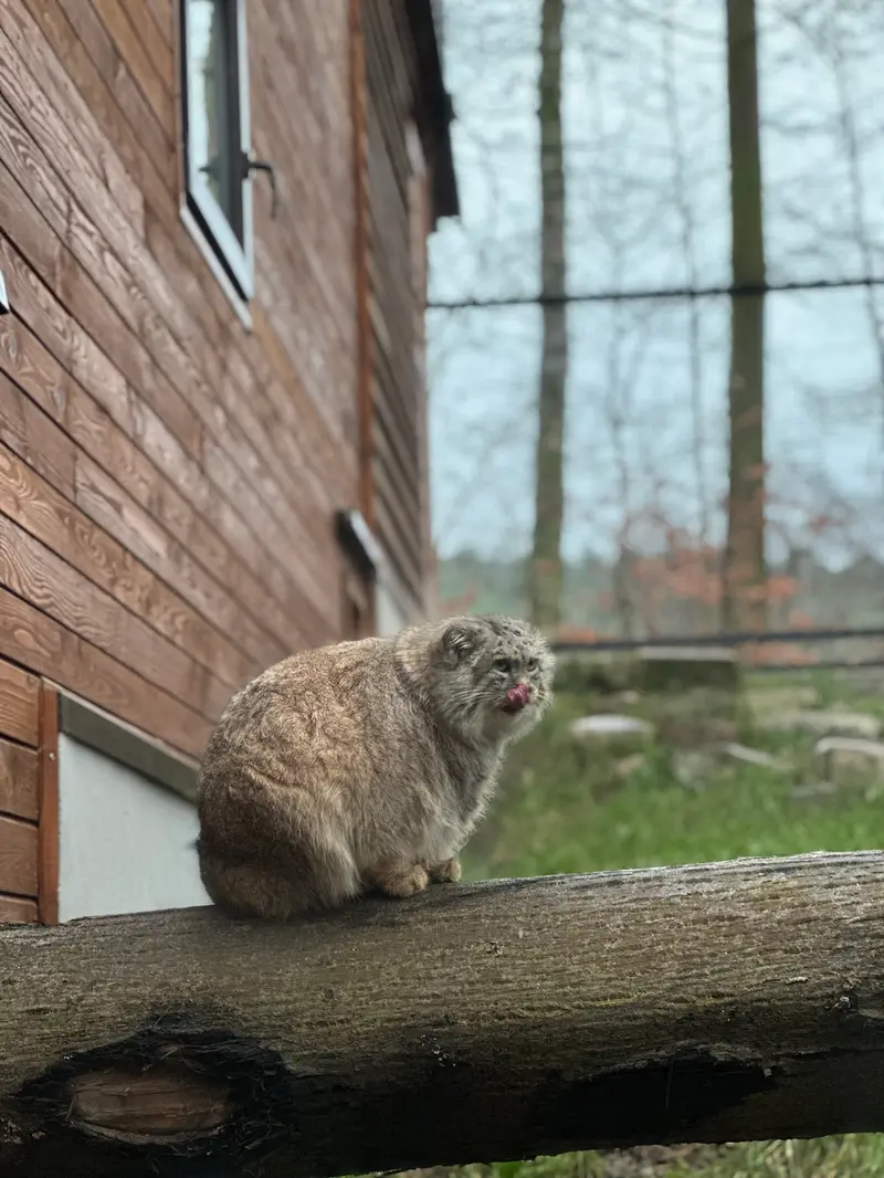 グダニスク動物園のマヌエルの写真