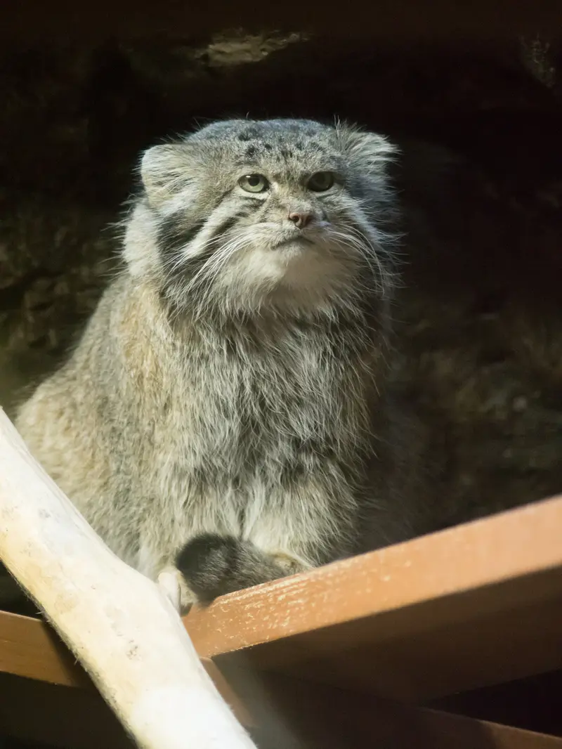 恩賜上野動物園のクリョンの写真