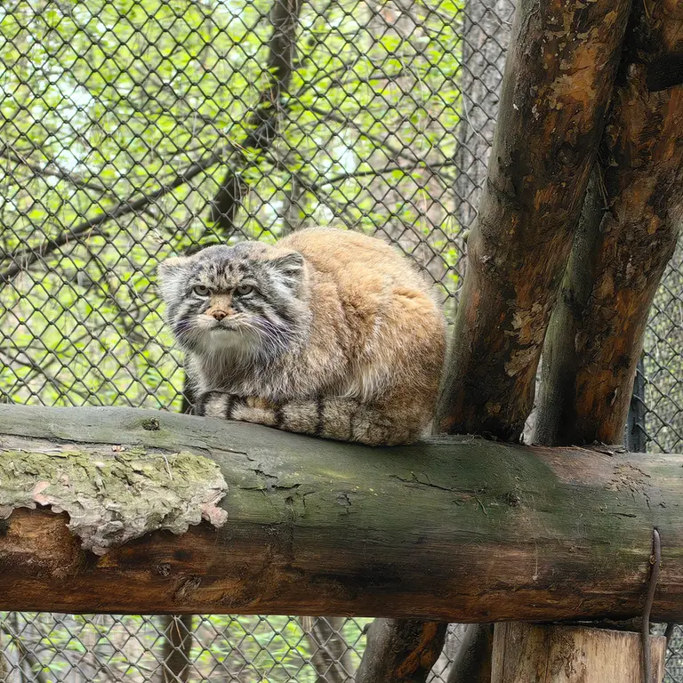 ノヴォシビルスク動物園のジョージの写真