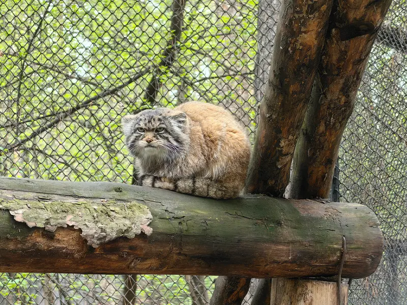 ノヴォシビルスク動物園のジョージの写真