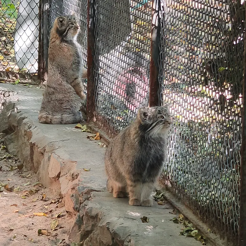 ノヴォシビルスク動物園のスネジャナの息子 b.2026 Ⅰとスネジャナの娘 b.2026 Ⅱの写真