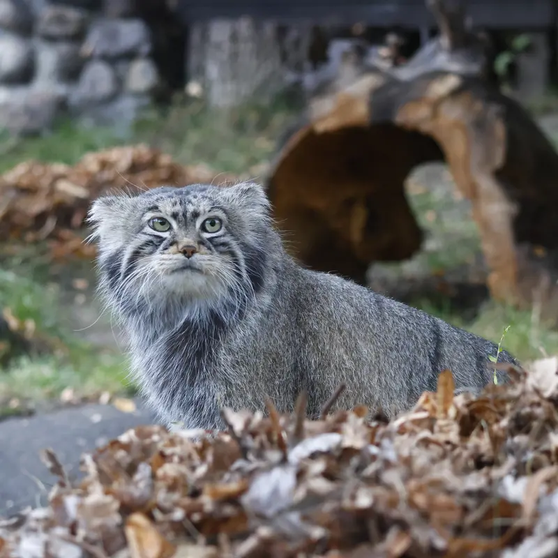 モスクワ動物園のティモフェイの写真