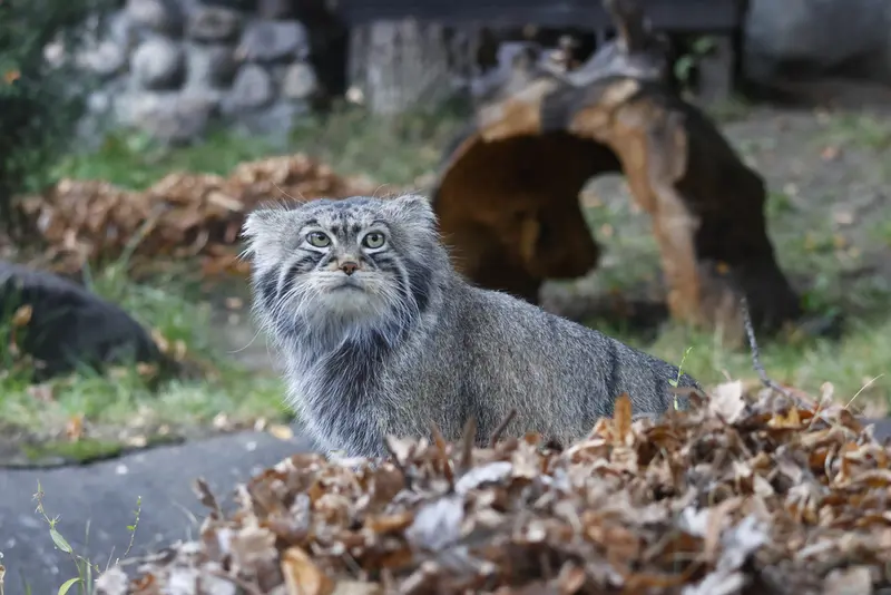 モスクワ動物園のティモフェイの写真