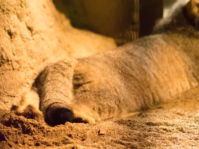 野毛山動物園のフィーガの写真