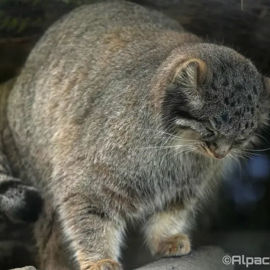 神戸どうぶつ王国のメイの写真