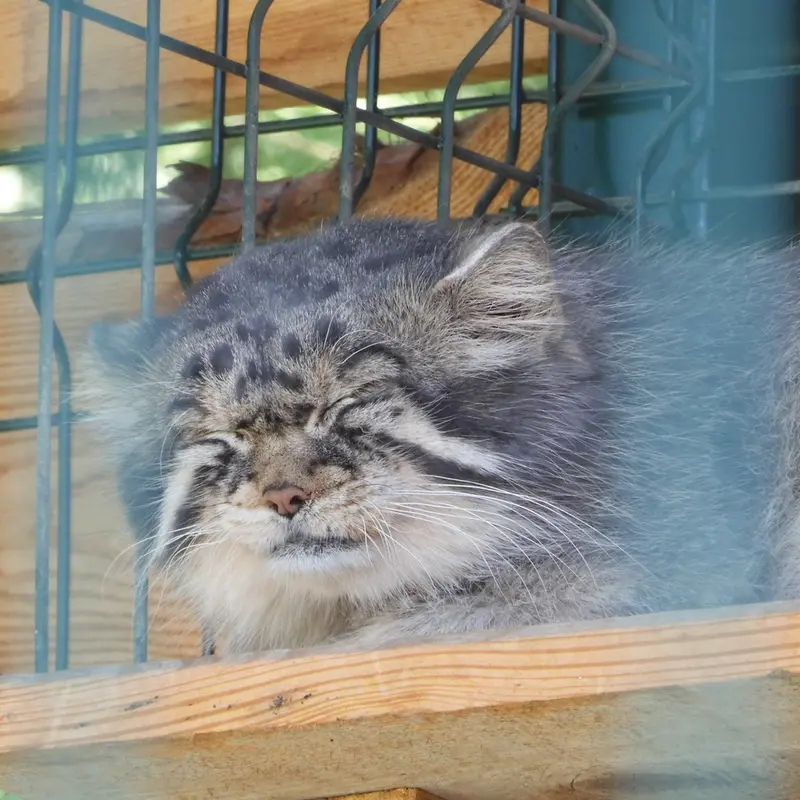 マヌルネコの写真
