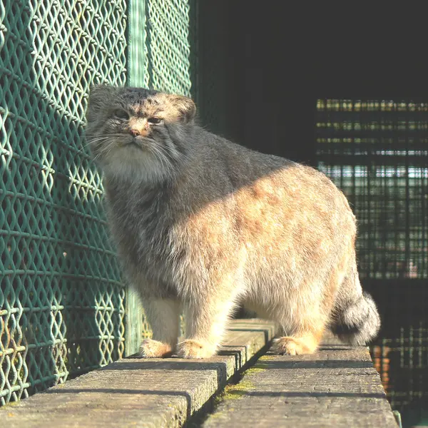 希少動物繁殖センターのマヌルネコの写真