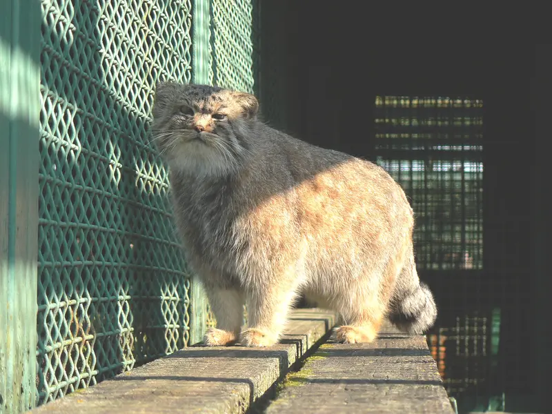 希少動物繁殖センターのマヌルネコの写真