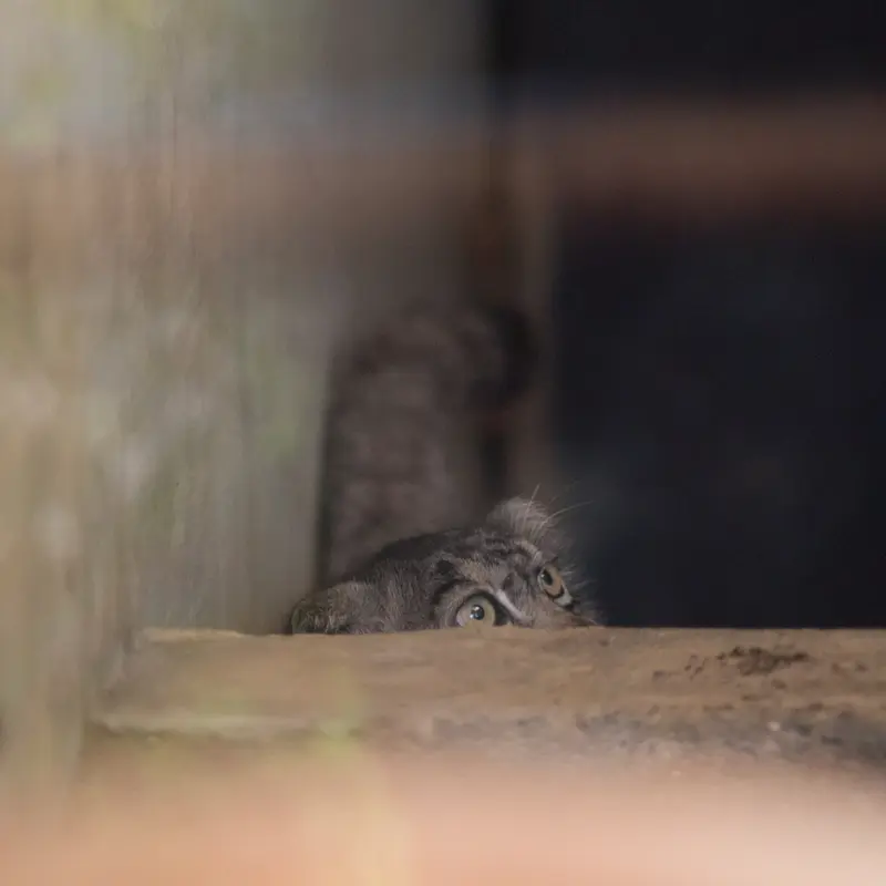 神戸市立王子動物園のイーリスの写真