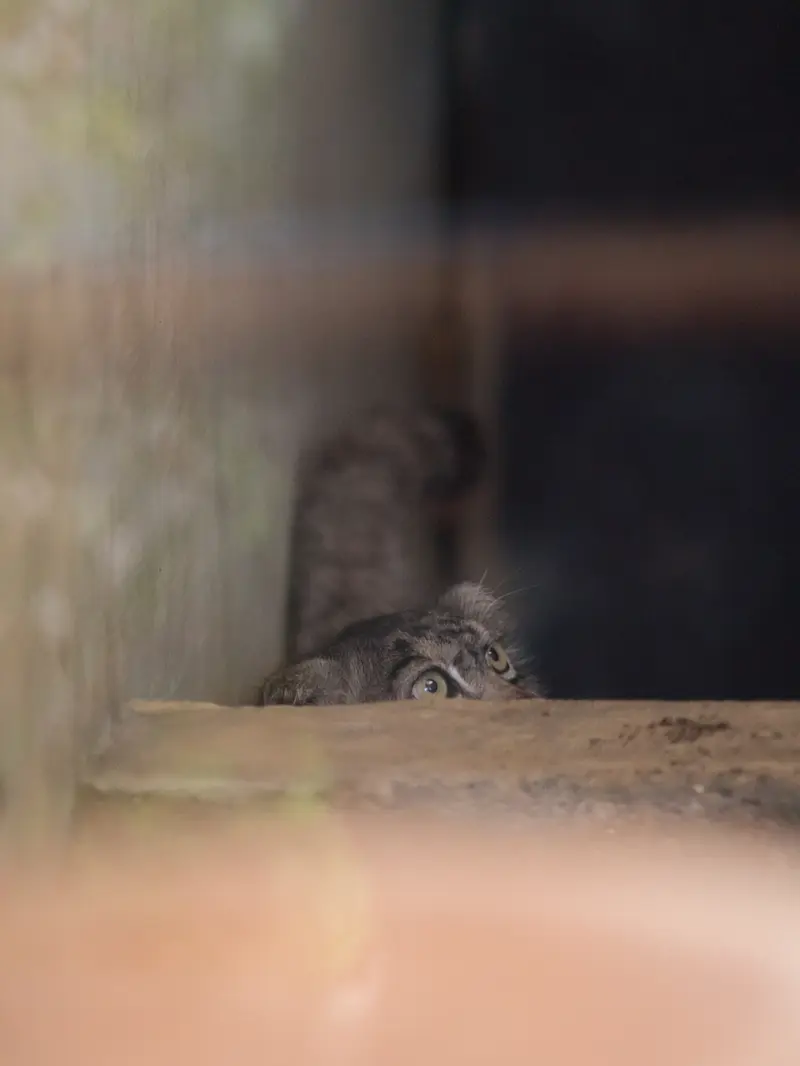 神戸市立王子動物園のイーリスの写真