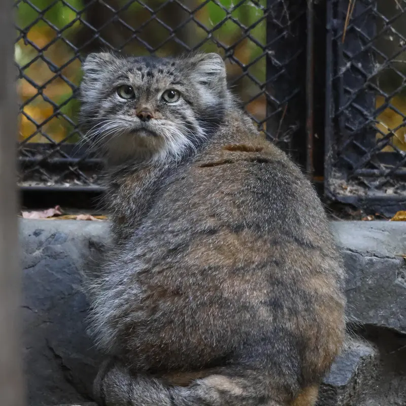 ノヴォシビルスク動物園のラストチカの写真