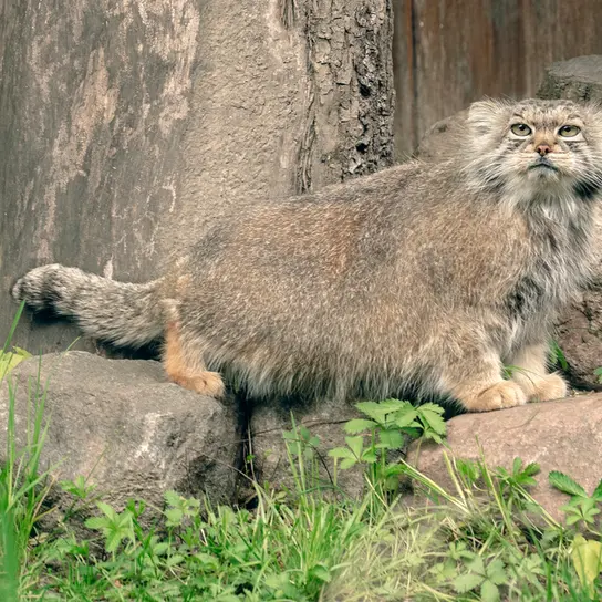 リトアニア動物園のメリッサの写真