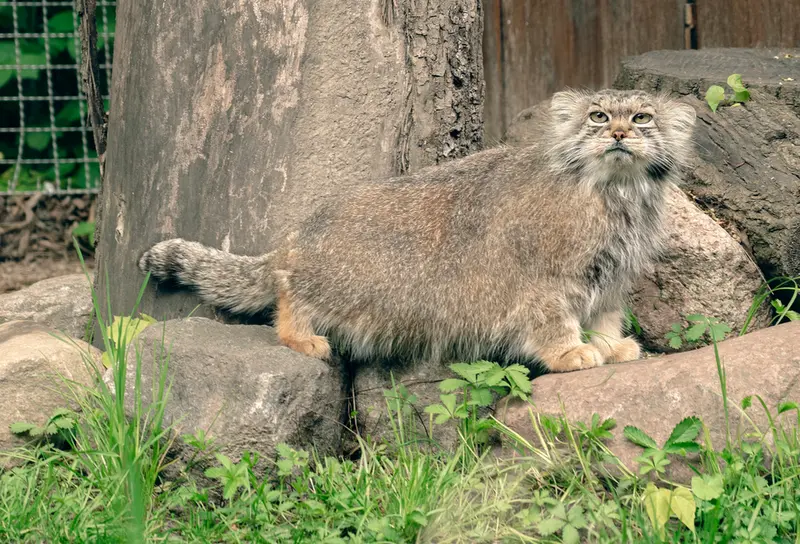 リトアニア動物園のメリッサの写真