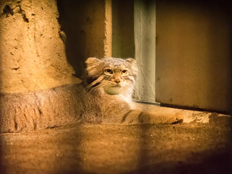 野毛山動物園のフィーガの写真