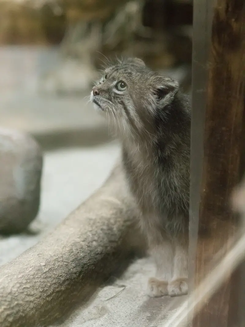 恩賜上野動物園のクリョンの写真