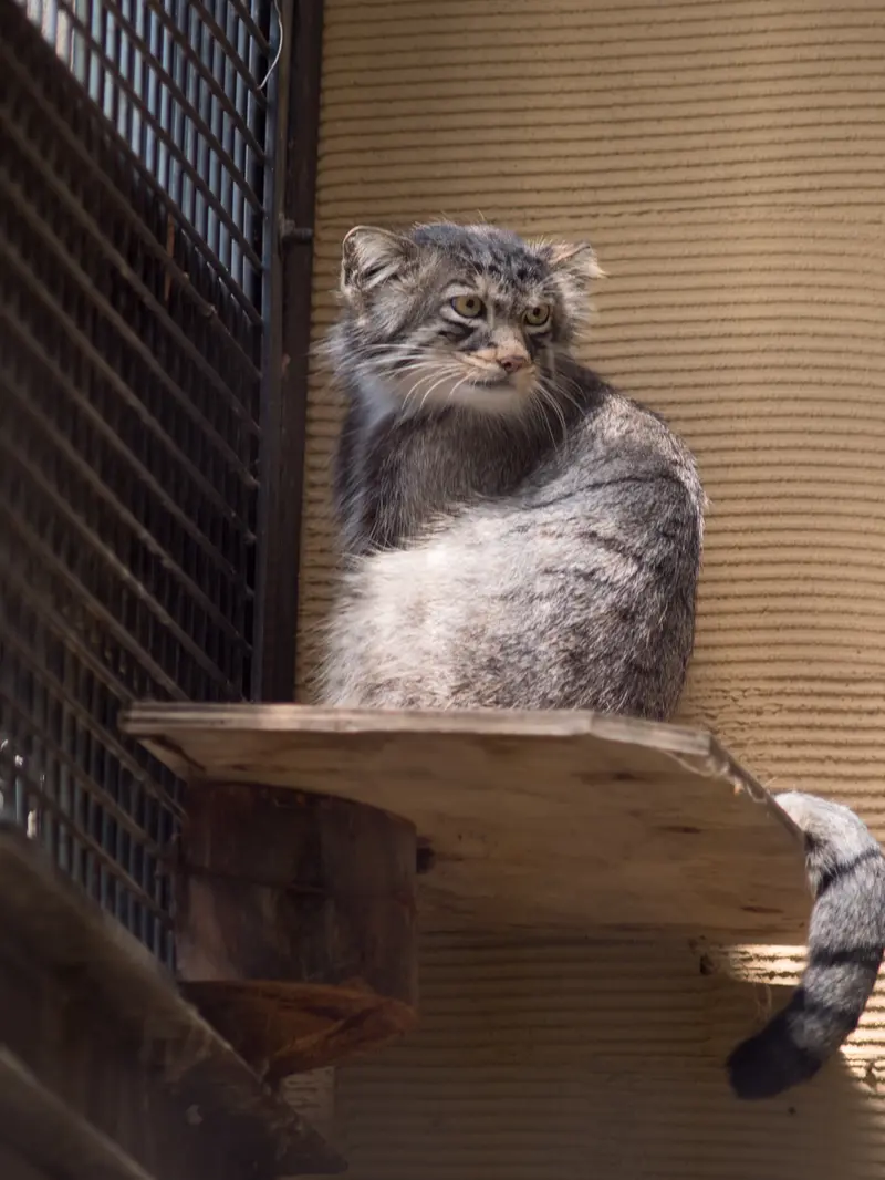 旭山動物園のヒデの写真