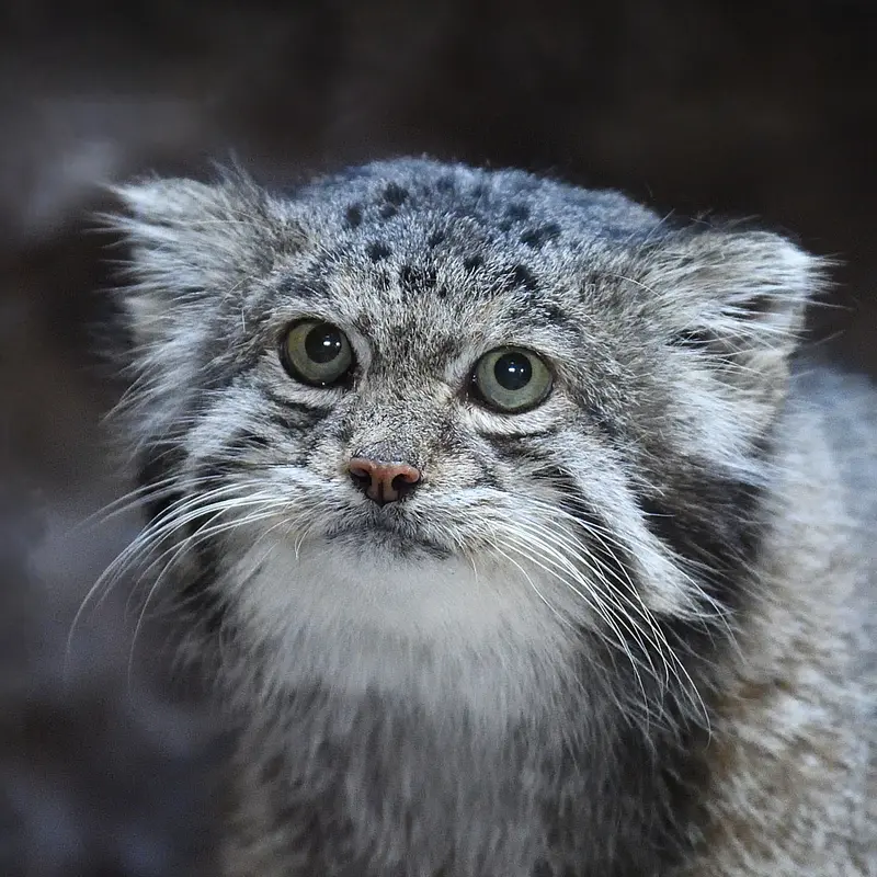 恩賜上野動物園のマヌルネコのクリョン